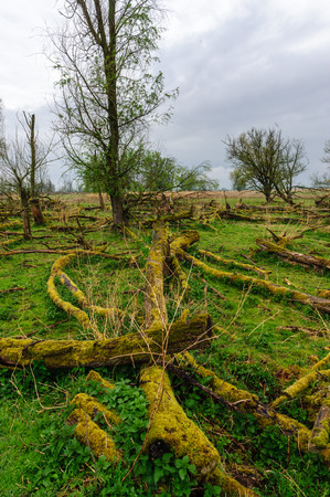 Fallen trees, overgrown by Mosses, against an Overcast sky, in the Dutch Nature reserve Oostvaardersplassen.の写真素材