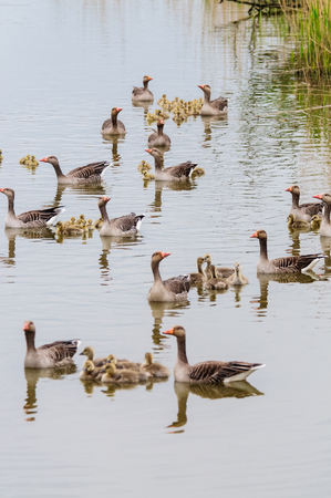 A group of Geese and young Goslings in the Nature reserver Oostvaardersplassen, in the Netherlands on a Spring afternoon.の写真素材
