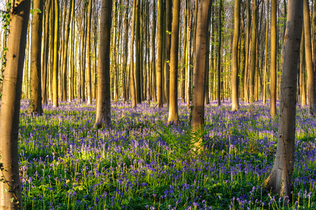The rising sun illumingating a flowerbed of bluebells in the Hallerbos, on an early spring morning.の写真素材