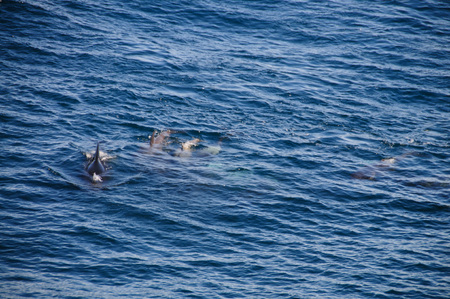 Encounter with long-finned pilot whales, enroute between the Ushuaia and the Falkland Islands.の写真素材