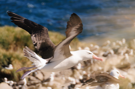 Black-Browed Albatross on their breeding colony on Westpoint Island, the Falklands.の写真素材