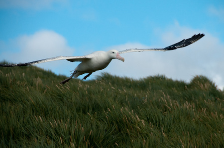 A Wandering Albatross Flying on Prion Island, South Georgia.の写真素材