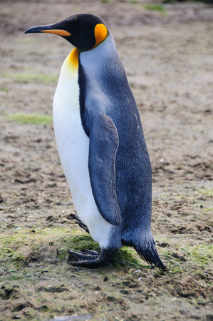 Impression of the wild abundance of King Penguins at Salisbury Plains, South Georgia. Salisbury plains is home to one of the largest King Penguin Rookeries, or Colonies, in the Worldの写真素材