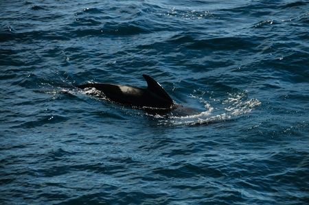 Encounter with long-finned pilot whales, enroute between the Ushuaia and the Falkland Islands.の写真素材
