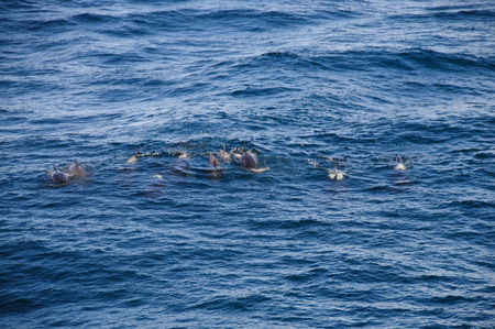 Encounter with long-finned pilot whales, enroute between the Ushuaia and the Falkland Islands.の写真素材