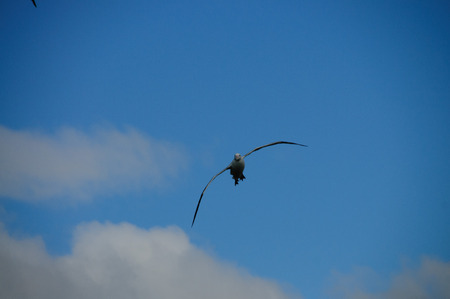 A Wandering Albatross Flying on Prion Island, South Georgia.の写真素材