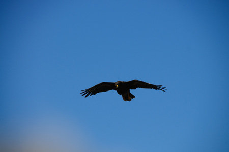 An exceptionally rare bird that only breeds on the remote outer islands of the Falklands, the Striated Caracara is also locally known as the Johny Rook. Westpoint Islands, Falklandsの写真素材