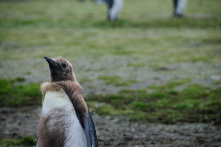 Impression of the wild abundance of King Penguins at Salisbury Plains, South Georgia. Salisbury plains is home to one of the largest King Penguin Rookeries, or Colonies, in the Worldの写真素材