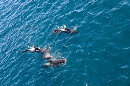 Encounter with long-finned pilot whales, enroute between the Ushuaia and the Falkland Islands.の写真素材