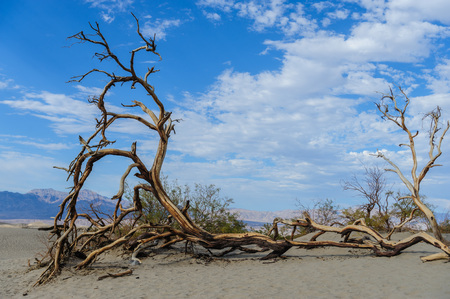 Scrubs near the Sand Dunes Area of Death Valley National Park, California.