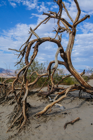 Scrubs near the Sand Dunes Area of Death Valley National Park, California.の写真素材