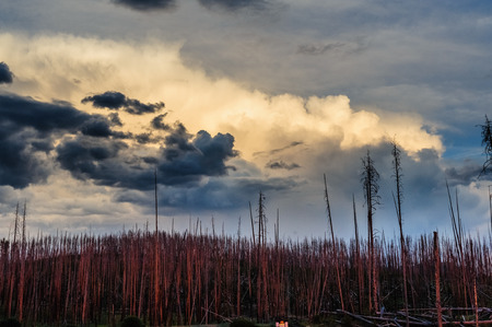 The setting sun illuminating an impressive set of clouds that hang over the dead trees near Lake Butte outlook.の写真素材