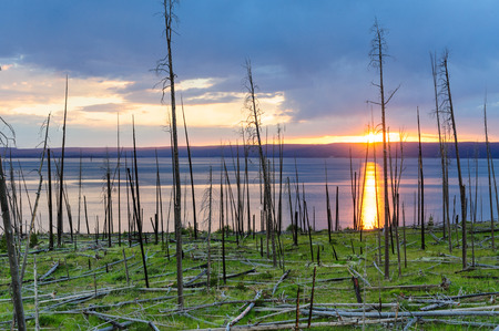 Dead Tree Trunks resulting from a forest fire backlit by the setting sun across lake Yellowstone: Yellowstone National Park, Wyoming.の写真素材