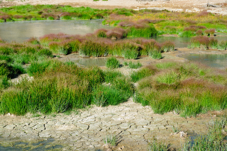 Grasses near Mud Volcano, in Yellowstone National Parkの写真素材