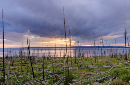 Dead Tree Trunks resulting from a forest fire backlit by the setting sun across lake Yellowstone: Yellowstone National Park, Wyoming.の写真素材