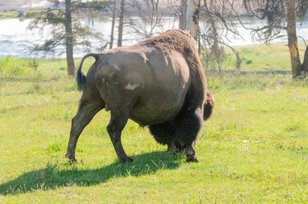 An American Bison near mud Volcano in Yellowstone National Park, Wyoming, on a beautiful summer morning.の写真素材