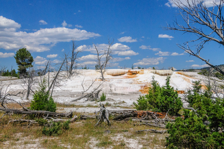 Trees in the Mammoth Hot Springs area, Yellowstone National parkの写真素材