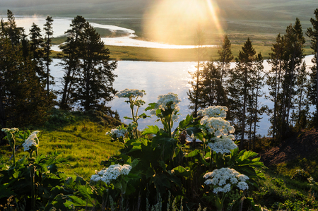 The yellowstone river meandering peacefully through Hayden Valley on an early morning in Yellowstone National Parkの写真素材