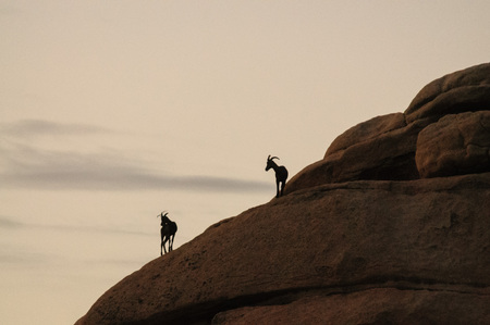 A group of Desert Bighorn sheep are standing in silhoutte on a rock in Joshua Tree National Park, before decending down into the Valley.の写真素材