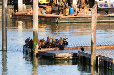 A group of Sea Lions at the docks of Pier 39 in San Francisco, CA.の写真素材