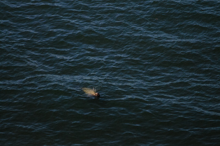 A seal sticking its head above water, while swimming along the US west coast of Oregon.の写真素材