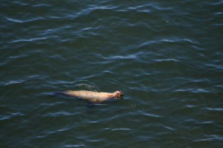 Sea lions swimming off the coast of Oregon, on a summers afternoon.の写真素材