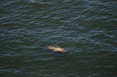 Sea lions swimming off the coast of Oregon, on a summers afternoon.の写真素材