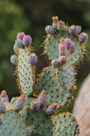 Close-up of a Cactus in Joshua Tree National Parkの写真素材