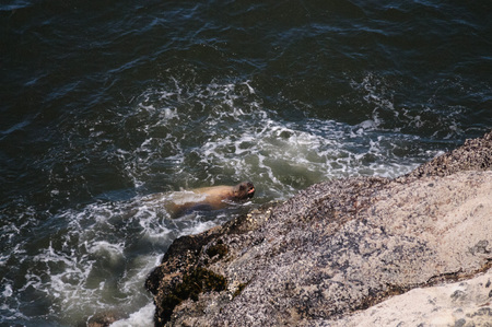 A Sea lion climbin up a rock along the coast of Oregon, on a summers afternoon.の写真素材