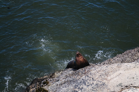 Sea lions swimming off the coast of Oregon, on a summers afternoon.の写真素材