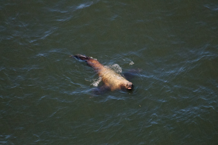 Sea lions swimming off the coast of Oregon, on a summers afternoon.の写真素材