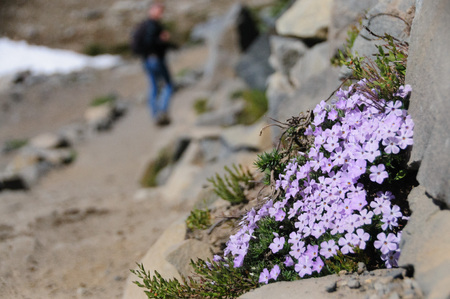 A collection of pink wild flowers along the rim of Mount Raineer.の写真素材