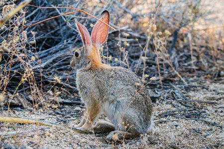 A Desert Cottontail Rabbit in Joshua Tree National Park during Golden Hour.の写真素材