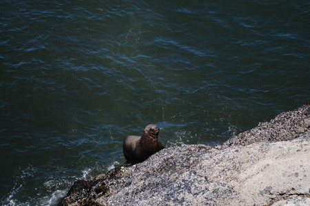 A Sea lion climbin up a rock along the coast of Oregon, on a summers afternoon.の写真素材