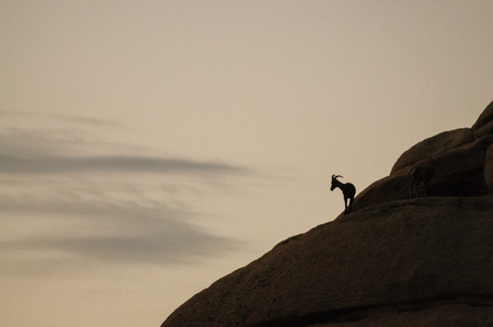 A group of Desert Bighorn sheep are standing in silhoutte on a rock in Joshua Tree National Park, before decending down into the Valley.の写真素材