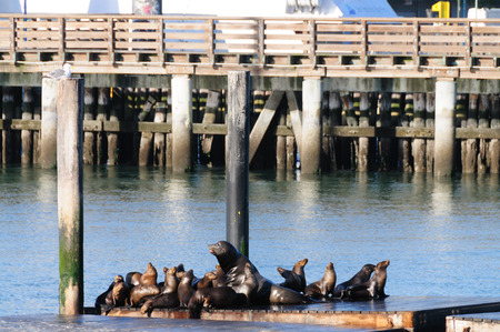 A group of Sea Lions at the docks of Pier 39 in San Francisco, CA.の写真素材