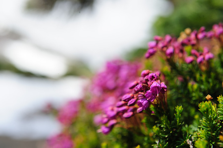 A collection of pink wild flowers along the rim of Mount Raineer.の写真素材