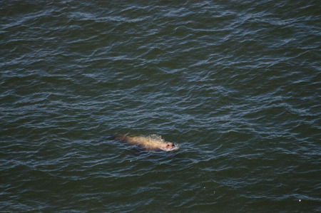 A seal sticking its head above water, while swimming along the US west coast of Oregon.の写真素材