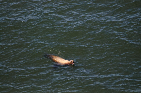 A seal sticking its head above water, while swimming along the US west coast of Oregon.の写真素材