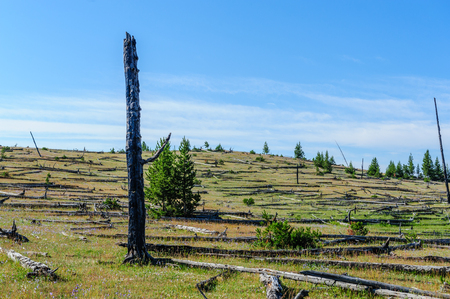 A group of dead tree trunks in the Norris Geyser Basin, Yellowstone National Park.の写真素材