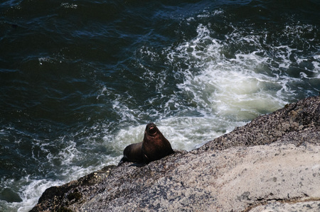 Sea lions swimming off the coast of Oregon, on a summers afternoon.の写真素材
