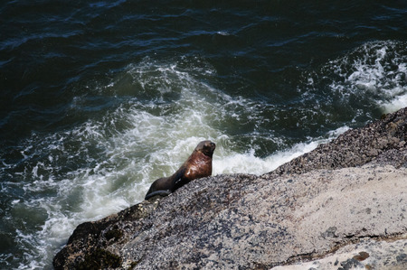 A Sea lion climbin up a rock along the coast of Oregon, on a summers afternoon.の写真素材