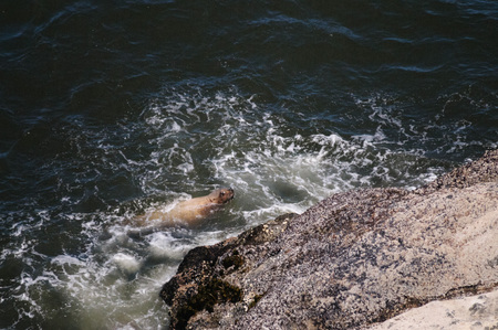A Sea lion climbin up a rock along the coast of Oregon, on a summers afternoon.の写真素材