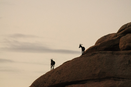 A group of Desert Bighorn sheep are standing in silhoutte on a rock in Joshua Tree National Park, before decending down into the Valley.の写真素材
