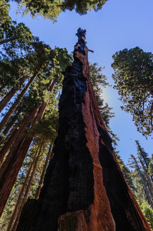 Massive burn scars mark this sequoia tree trunk in the Sherman Grove in Sequoia National Park, USA. Fire is a important for  reproduction and many trees can withstand significant burn marks.の写真素材