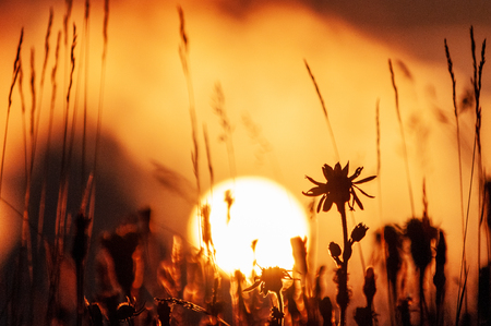A closeup of the setting sun behind mountain flowers at the Passo di Giau, in the Italian Dolomites, on a late July evening.の写真素材