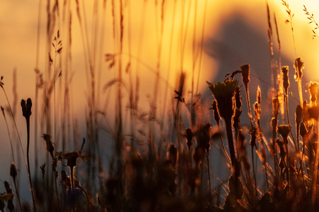 A closeup of the setting sun behind mountain flowers at the Passo di Giau, in the Italian Dolomites, on a late July evening.の写真素材