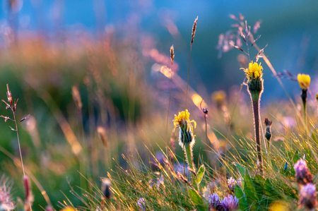A backlit close-up of the mountain flowers at the Passo di Giau, in the Italian Dolomites, on a late July evening.の写真素材