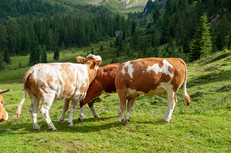 A group of Red-White Swiss Cows engaged in Mating behavior the Italian Dolomites, near Giau Pass, on a summer afternoon.の写真素材