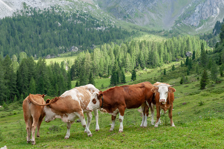 A group of Swiss Cows, grazing in a Meadow in the Itialian Alps, in the Dolomites, on a summer afternoon.の写真素材